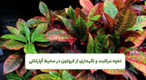 نگهداری کروتون