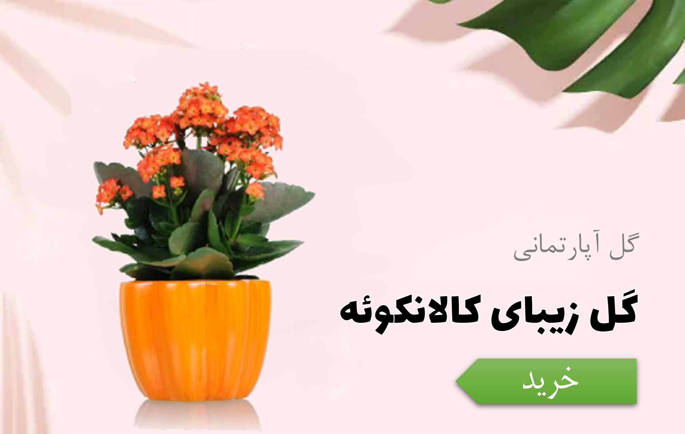 خرید گل بهاری کالانکوئه - سفارش گل برای عید نوروز و سفره هفت سین