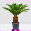 نخل سیکاس یه متری - خرید نخل آپارتمانی سیکاس- ساگو پالم