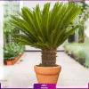 خرید سیکاس - سفارش انواع نخل آپارتمانی بزرگ برای محل کار و منزل - خرید گیاهان لوکس و بزرگ