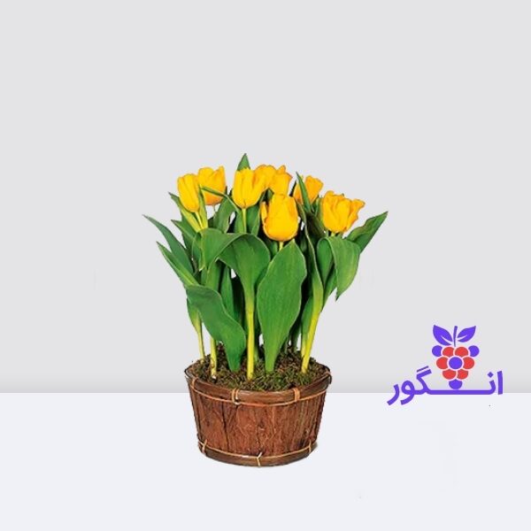 گل لاله زرد ویژه عید نوروز- گلفروشی آنلاین- سفارش آنلاین گل
