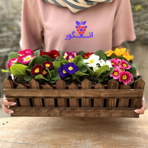 گل پامچال مناسب برای تراس و فضای باز - خرید آنلاین گل