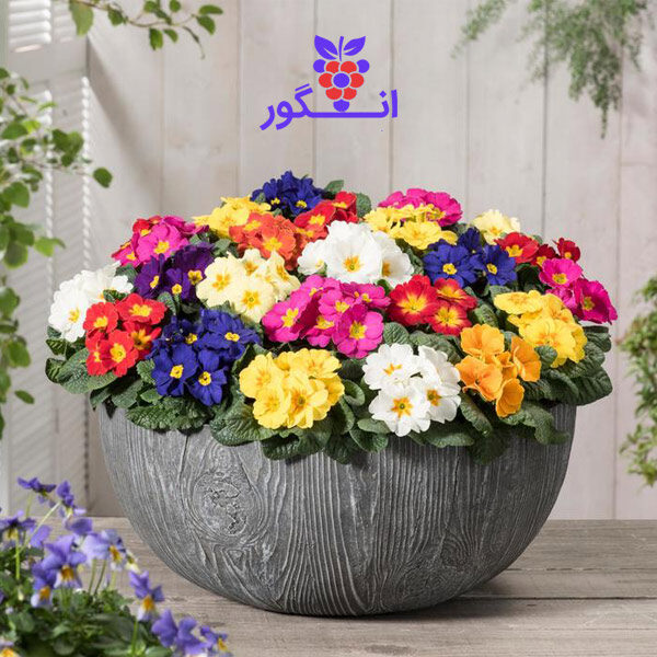 گلدان بزرگ گل پامچال - خرید گل بهار و فضای باز