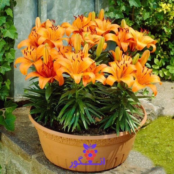 گلدان لیلیوم بزرگ- گلدان لیلیوم نارنجی عید نوروز- سفارش آنلاین گل