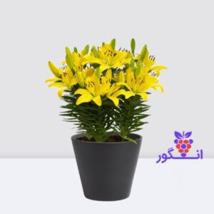 گلدان لیلیوم زرد- گل لیلیوم زرد- سفارش آنلاین گل
