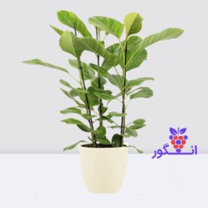 گیاه فیکوس آلتیسیما- سه شاخه- سفارش آنلاین از گلفروشی