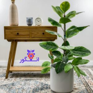 گیاه فیکوس التیسیما- سفارش آنلاین گل آپارتمانی- گلفروشی آنلاین