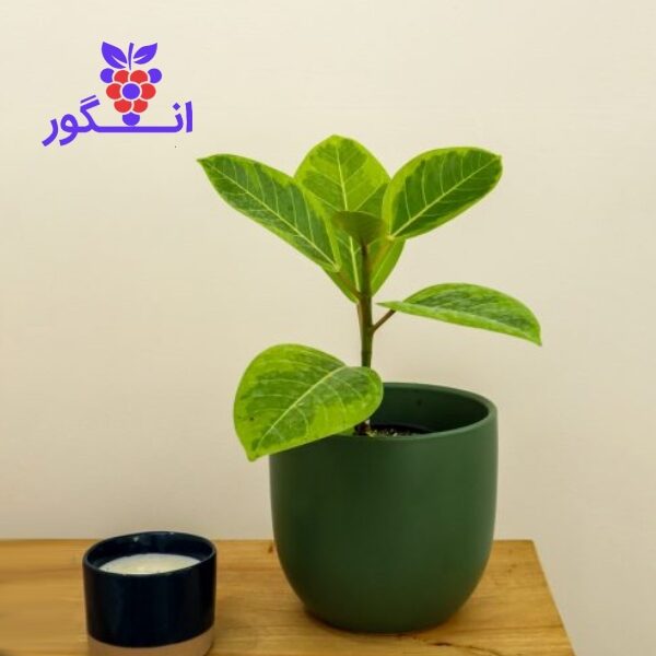 گیاه فیکوس التیسیما-سفارش آنلاین گل- خرید مستقیم از بازار گل