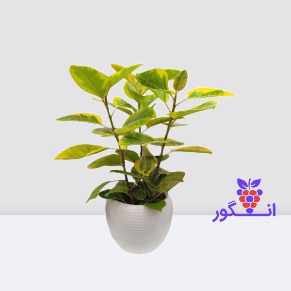 گیاه فیکوس التیسیما- سه شاخه- سفارش آنلاین گل
