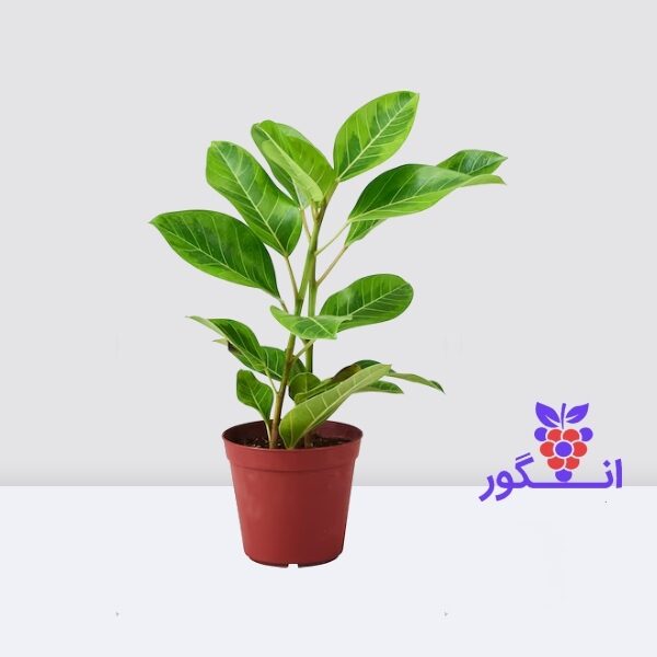 گیاه فیکوس التیسیما-گیاه آپارتمانی- خرید از گلفروشی آنلاین