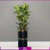 گلدان هدیه VIP فایبر گلاس کمری با فیکوس آفریقایی لیراتا(3 شاخه)