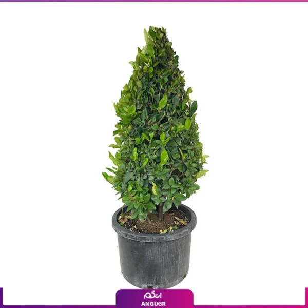 گلدان یاس هلندی پیوندی عکس + قیمت