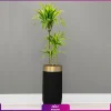 گلدان هدیه لوکس دراسنا برگ لیمویی