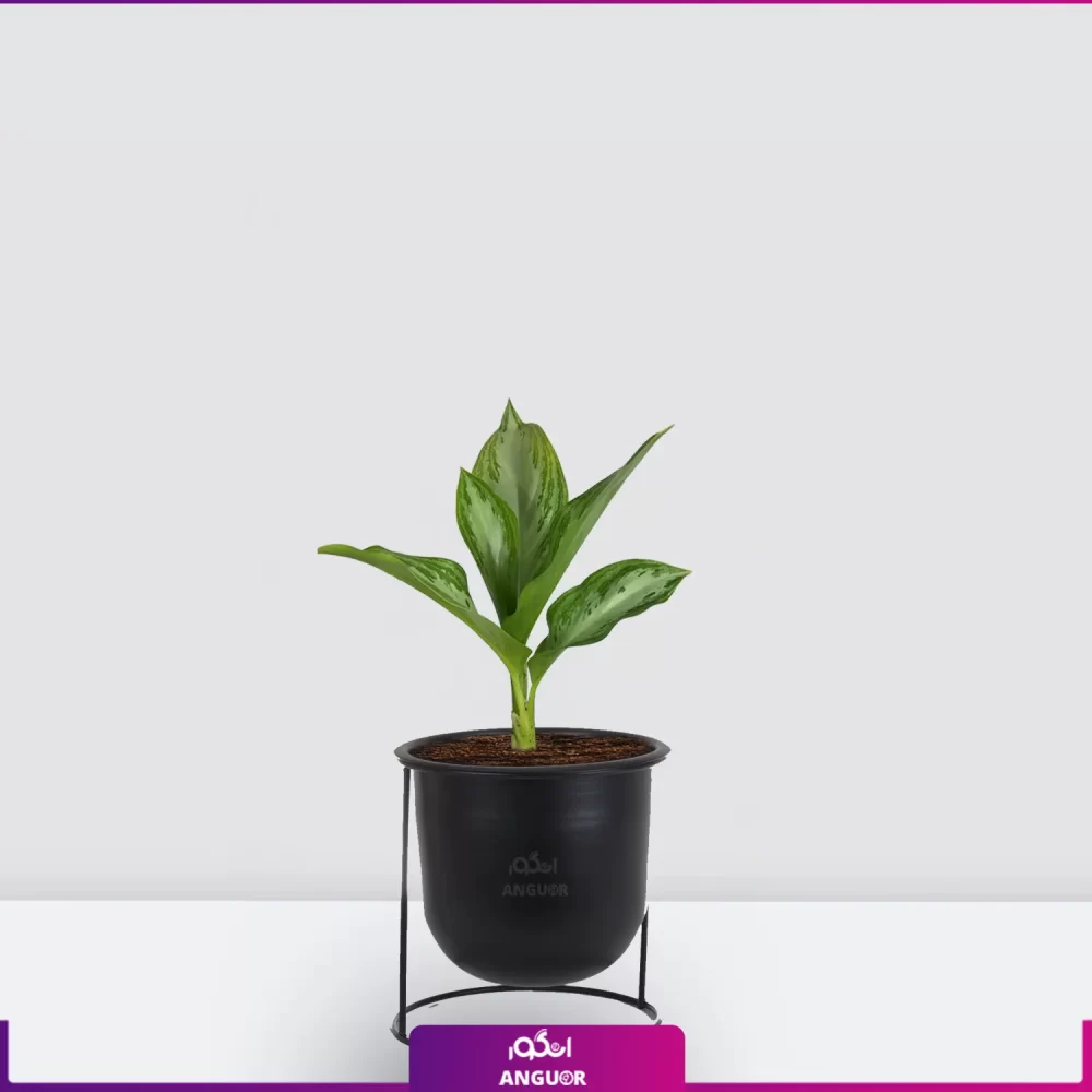 سفارش و خرید آنلاین گل- آگلونما نقره ای - خرید آگلونما به همراه گلدان - انگور