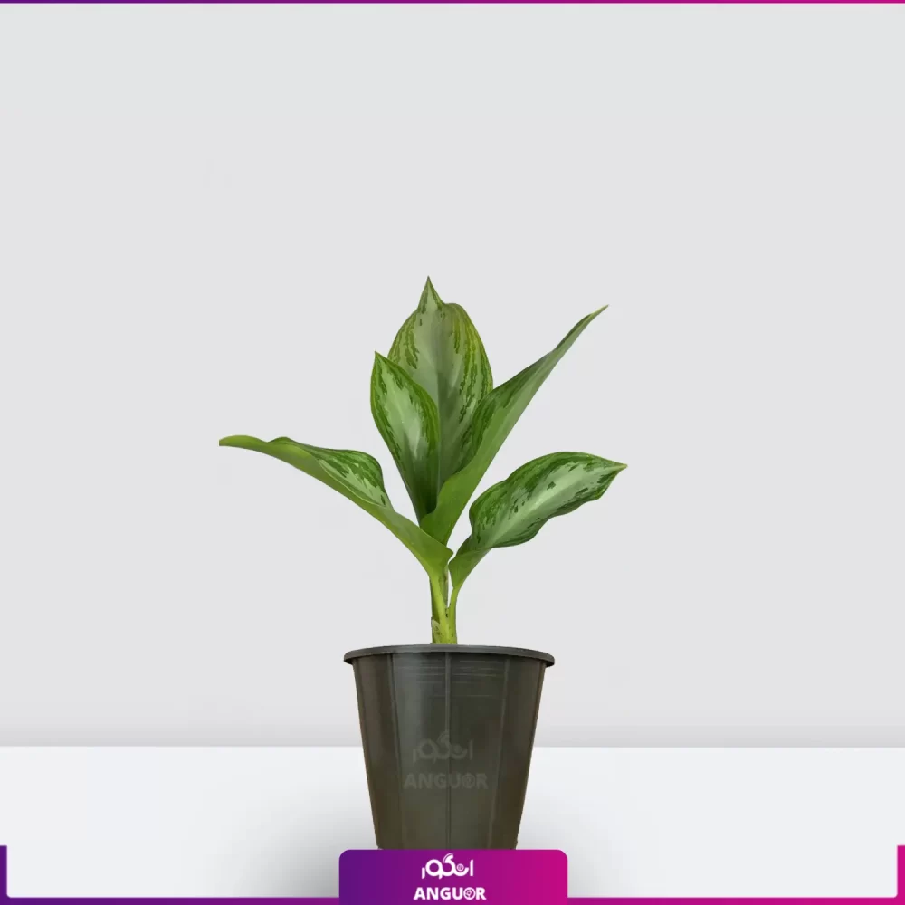 سفارش و خرید آنلاین گل- آگلونما نقره ای - خرید آگلونما به همراه گلدان - انگور