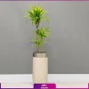 گلدان هدیه لوکس دراسنا برگ لیمویی سه شاخه - Image 2