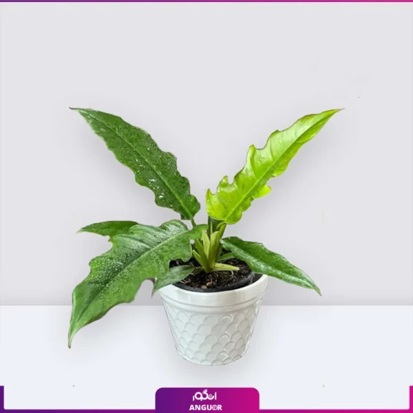 فیلودندرون کنگره ای سایز کوچک