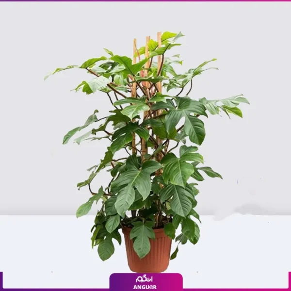 فیلودندرون کرکی سایز بزرگ