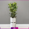 گلدان هدیه VIP فایبر گلاس کمری با فیکوس آفریقایی لیراتا(3 شاخه) - Image 5