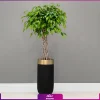 گلدان هدیه VIP فایبر گلاس با فیکوس بنجامین تنه بافت + زیر گلدانی چرخدار - Image 2