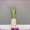 گلدان لوکس هدیه سانسوریا مهتابی - Image 3