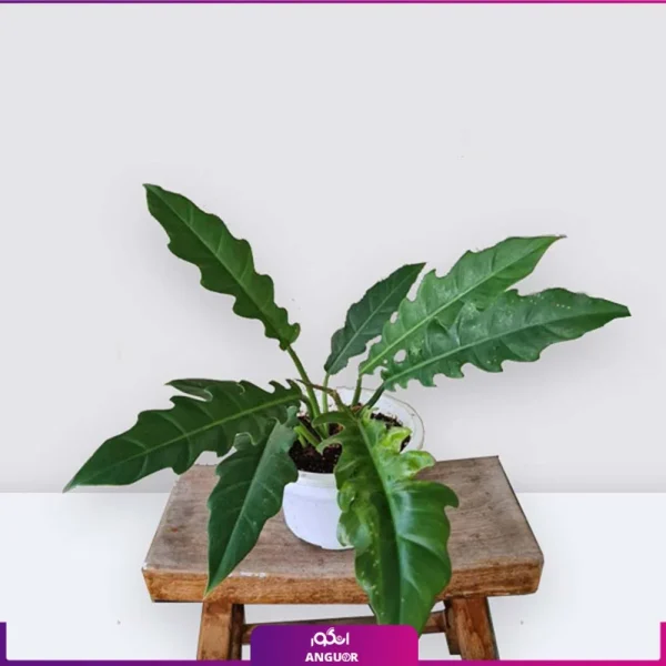 فیلودندرون کنگره ای
