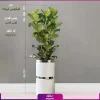 گلدان هدیه VIP فایبر گلاس کمری با فیکوس آفریقایی لیراتا(3 شاخه) - Image 4