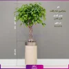 گلدان هدیه VIP فایبر گلاس با فیکوس بنجامین تنه بافت + زیر گلدانی چرخدار - Image 3