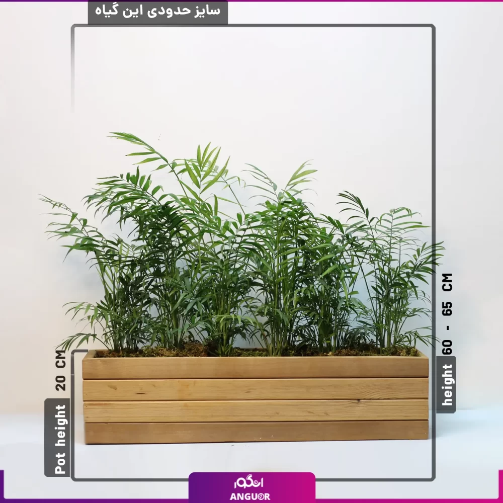 گیاه شامادورا- نخل شامادورا- گلفروشی آنلاین