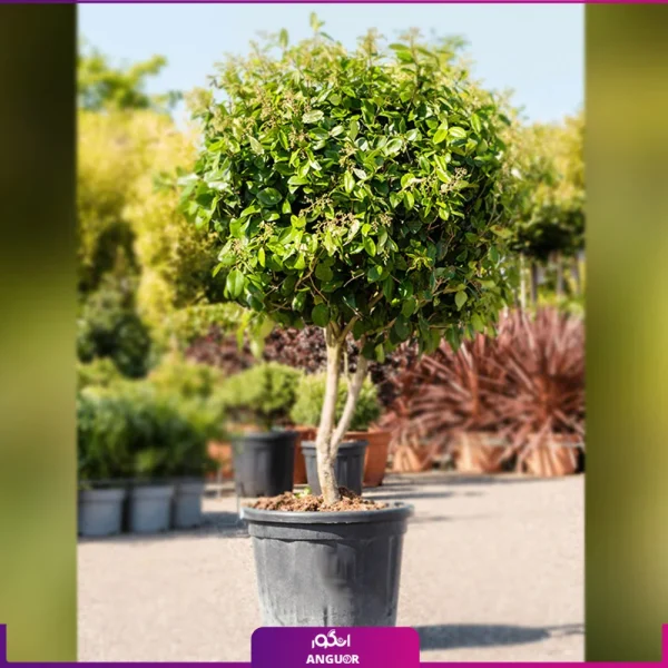 خرید گلدان یاس هلندی پیوندی تنه دار سایز متوسط