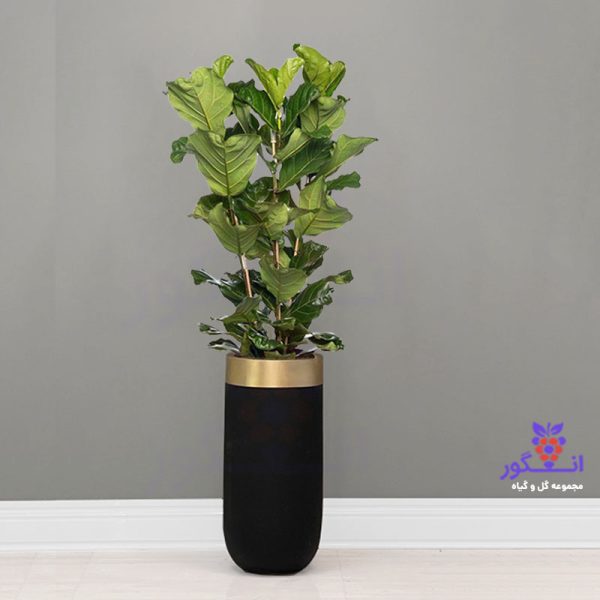 گلدان هدیه VIP فایبر گلاس رنگ مشکی با فیکوس آفریقایی لیراتا (170 - 190سانتی) + زیر گلدانی چرخدار