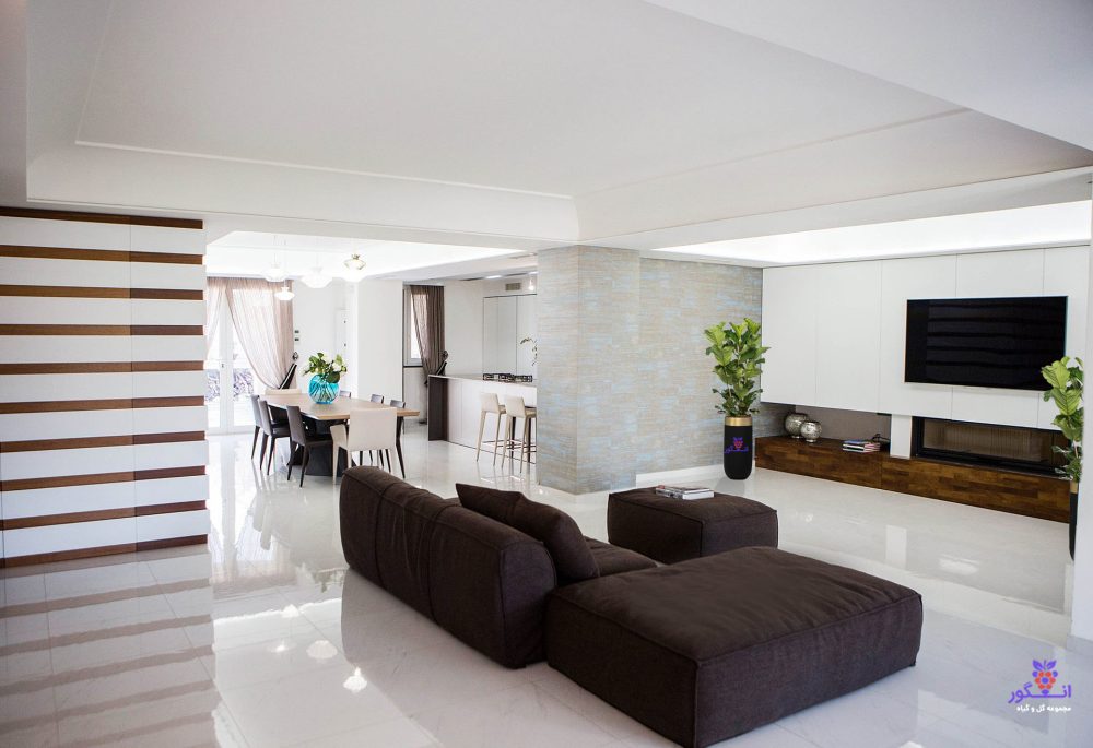 گلدان هدیه VIP فایبر گلاس رنگ مشکی با فیکوس آفریقایی لیراتا برای هال و پذیرایی