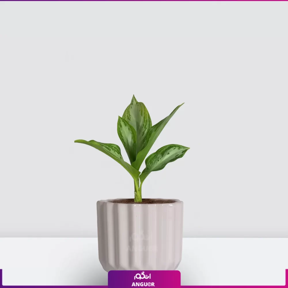 سفارش و خرید آنلاین گل- آگلونما نقره ای - خرید آگلونما به همراه گلدان - انگور