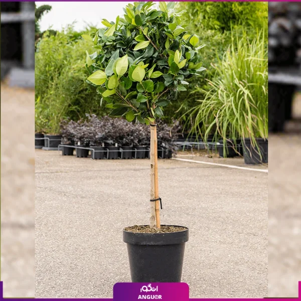 یاس هلندی تنه دار سایز متوسط عکس + قیمت