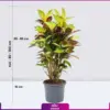 گیاه گلدانی کروتون - Image 2