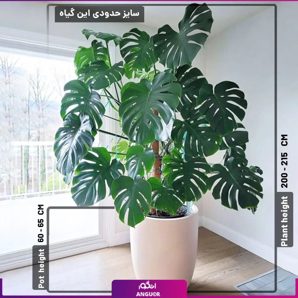 برگ انجیری سایز بزرگ