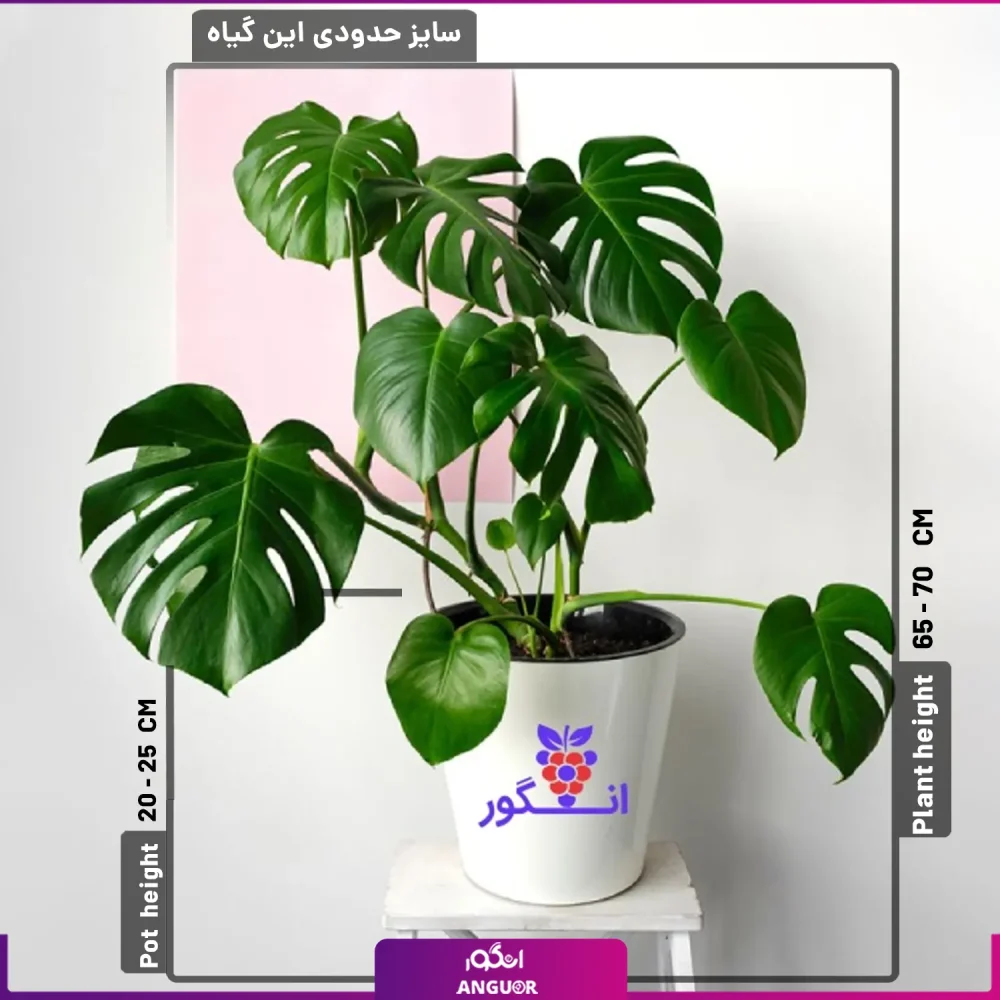 گیاه برگ انجیری با گلدان سفید - Image 2