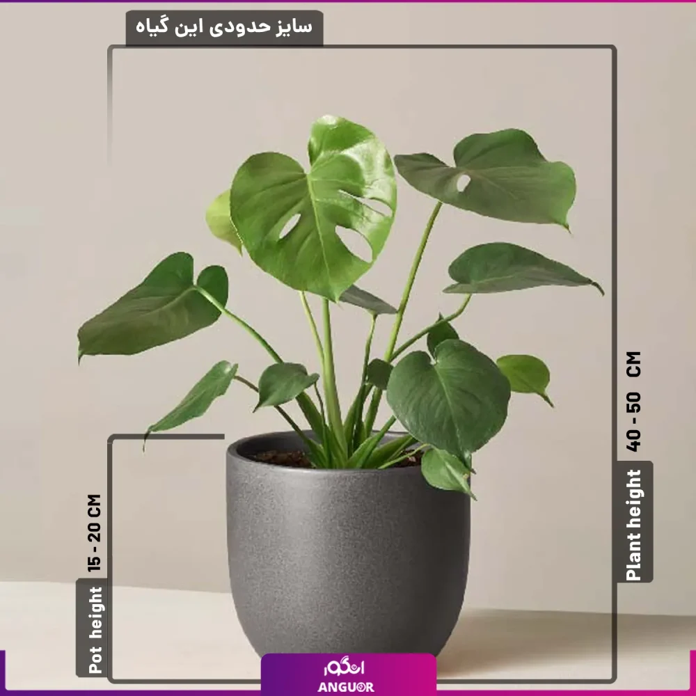گیاه برگ انجیری- حرید آنلاین پیاه آپارتمانی- گلفروشی آنلاین