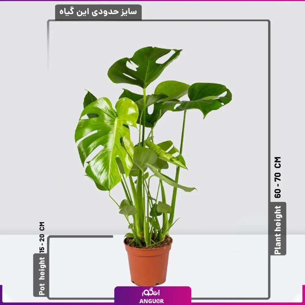 گیاه مونسترا- سفارش آنلاین گیاهان آپارتمانی- خرید مستقیم از بازار گل