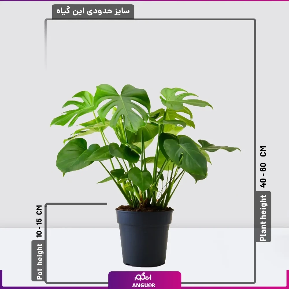 گیاه برگ انجیری - Image 2