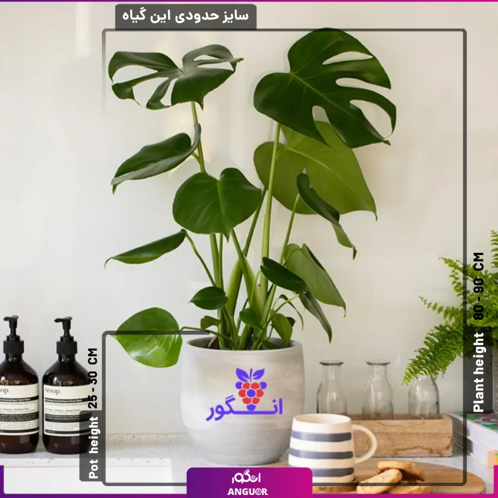 گیاه برگ انجیری- خرید مستقیم از بازار گل- سفارش آنلاین گل