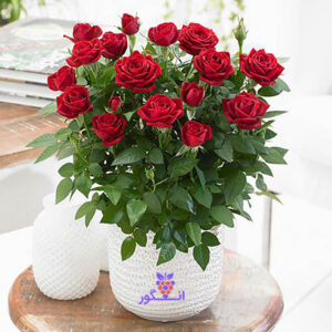 رز هلندی گلدانی رنگ قرمز عکس + قیمت