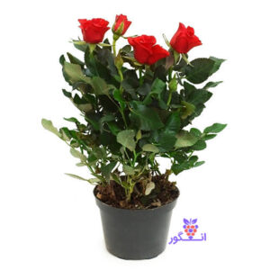 رز هلندی گلدانی سایز کوچک رنگ قرمز