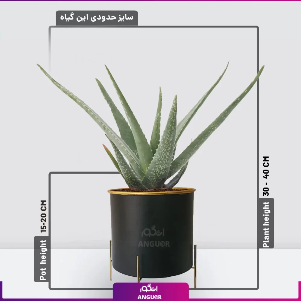 آلوئه ورا متوسط-خرید آلوئه ورا به همراه گلدان- خرید وسفارش آنلاین گل-انگور