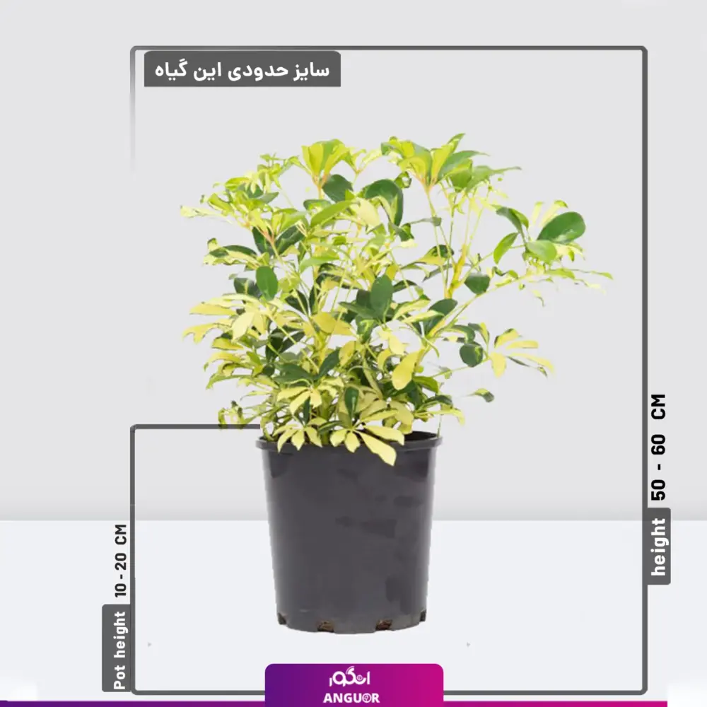 خرید گلدان شفلرا ابلق