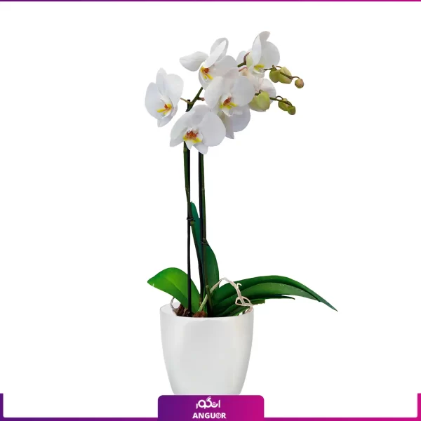 خرید + سفارش + قیمت + عکس گلدان ارکیده سفید تک شاخه پر گل