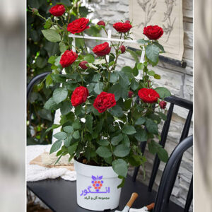 گلدان رز رونده رنگ قرمز سایز متوسط عکس + قیمت