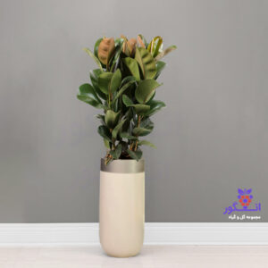 گلدان هدیه لوکس فیکوس الاستیکا فایبر گلاس رنگ سفید