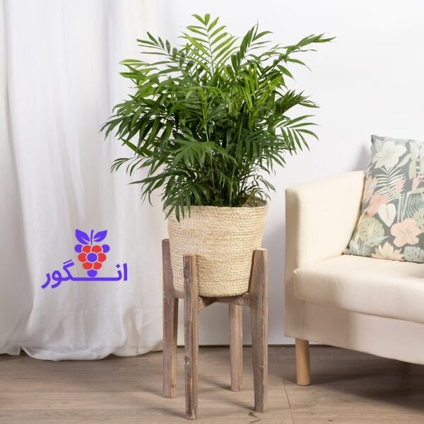 گیاه شامادورا- گلدان پایه دار- سفارش آنلاین گل شامادورا