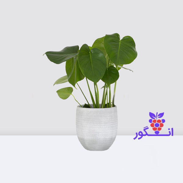 گیاه مونسترا- گلدان آپارتمانی- خرید آنلاین گیاه آپارتمانی